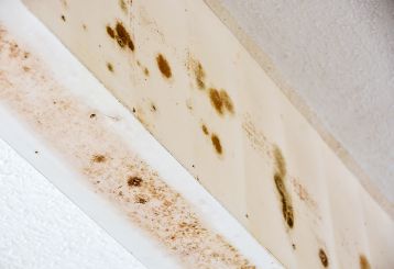 Mold Drywall Solutions: Protect Your Monrovia Home | Drywall Repair Monrovia CA