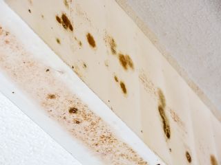 Mold Drywall Solutions: Protect Your Monrovia Home | Monrovia CA